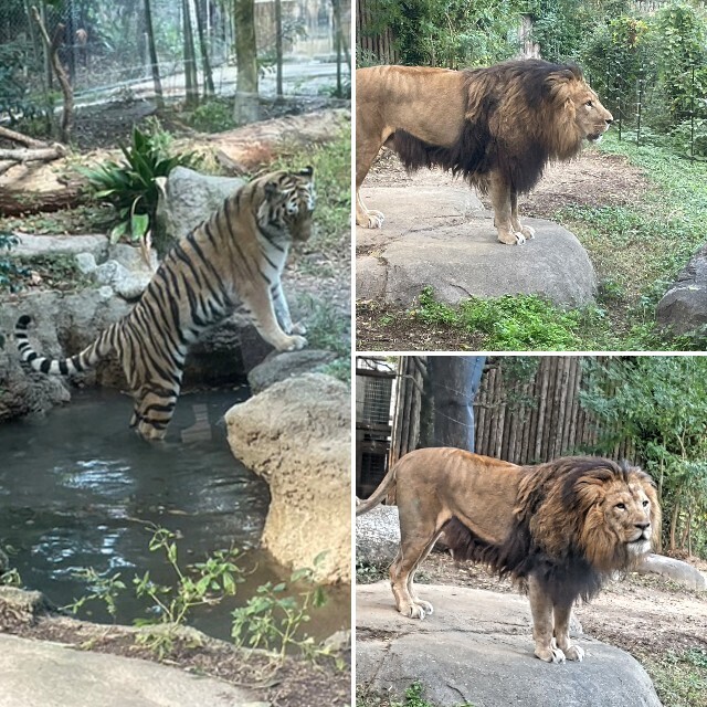 f:id:cutie_blue:20231122174350j:image f:id:cutie_blue:20231122174350j:image