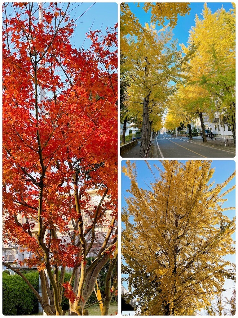 f:id:cutie_blue:20231127103600j:image f:id:cutie_blue:20231127103600j:image