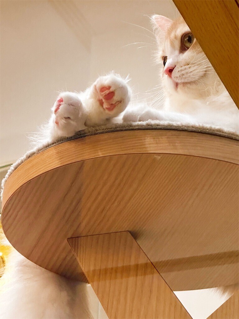 f:id:cutie_blue:20231219134425j:image f:id:cutie_blue:20231219134425j:image