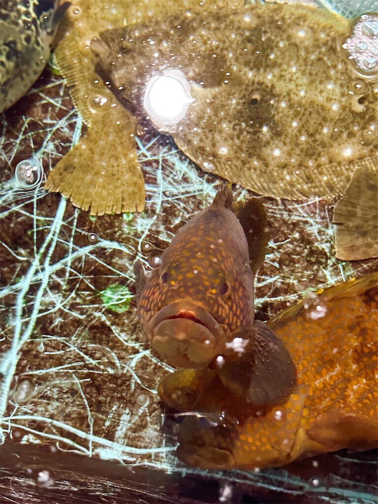 f:id:cutie_blue:20240102164846j:image