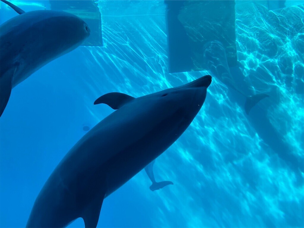 f:id:cutie_blue:20240110195248j:image f:id:cutie_blue:20240110195248j:image