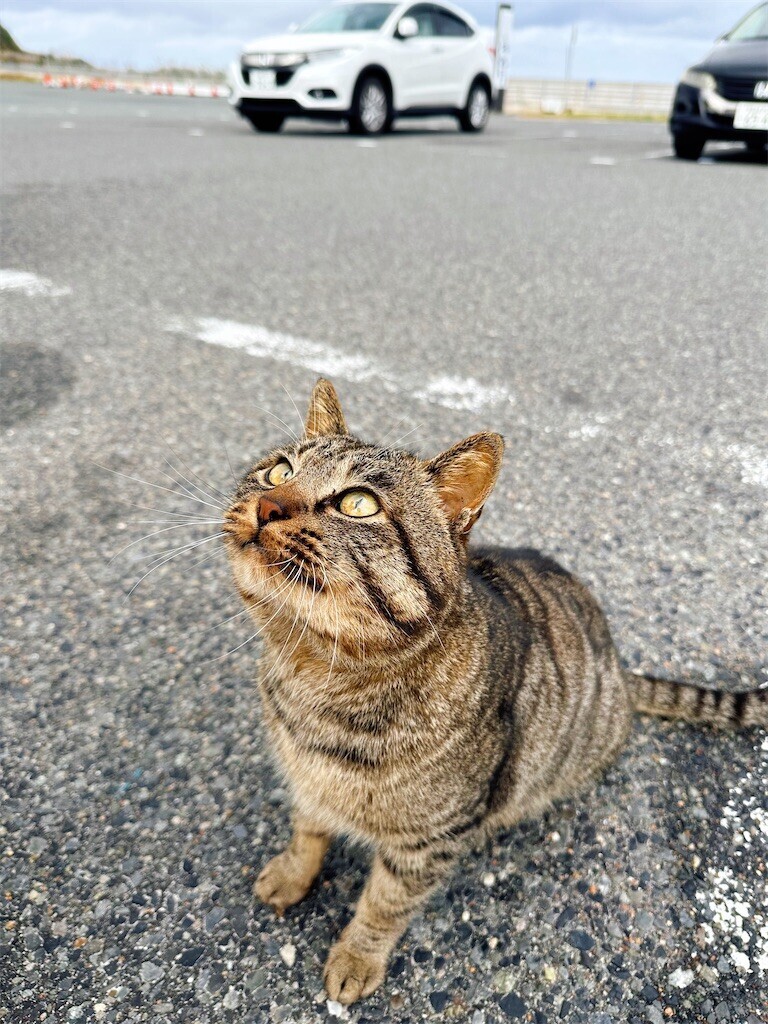 f:id:cutie_blue:20240123132151j:image