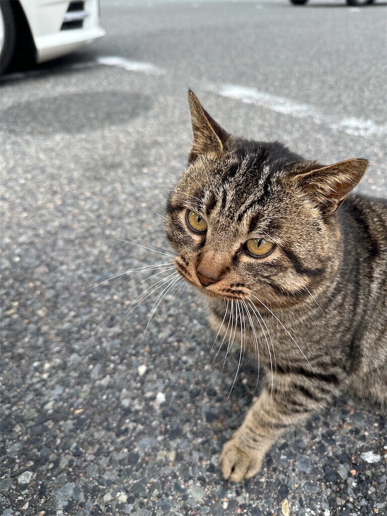 f:id:cutie_blue:20240123132656j:image