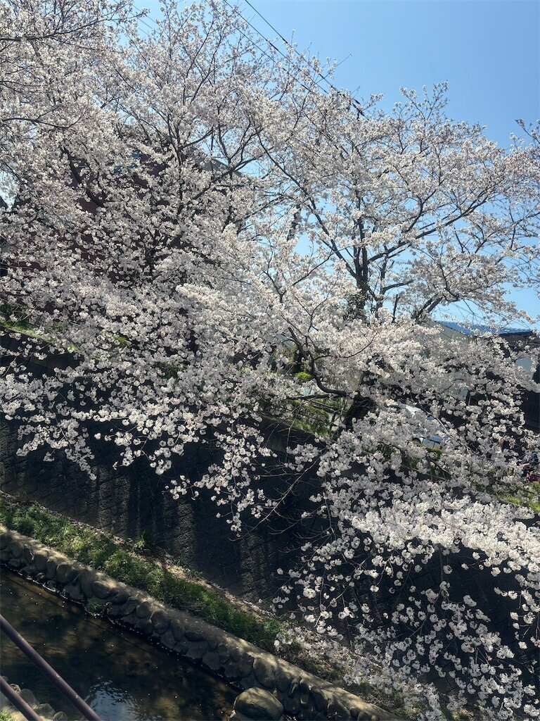 f:id:cutie_blue:20240401153439j:image