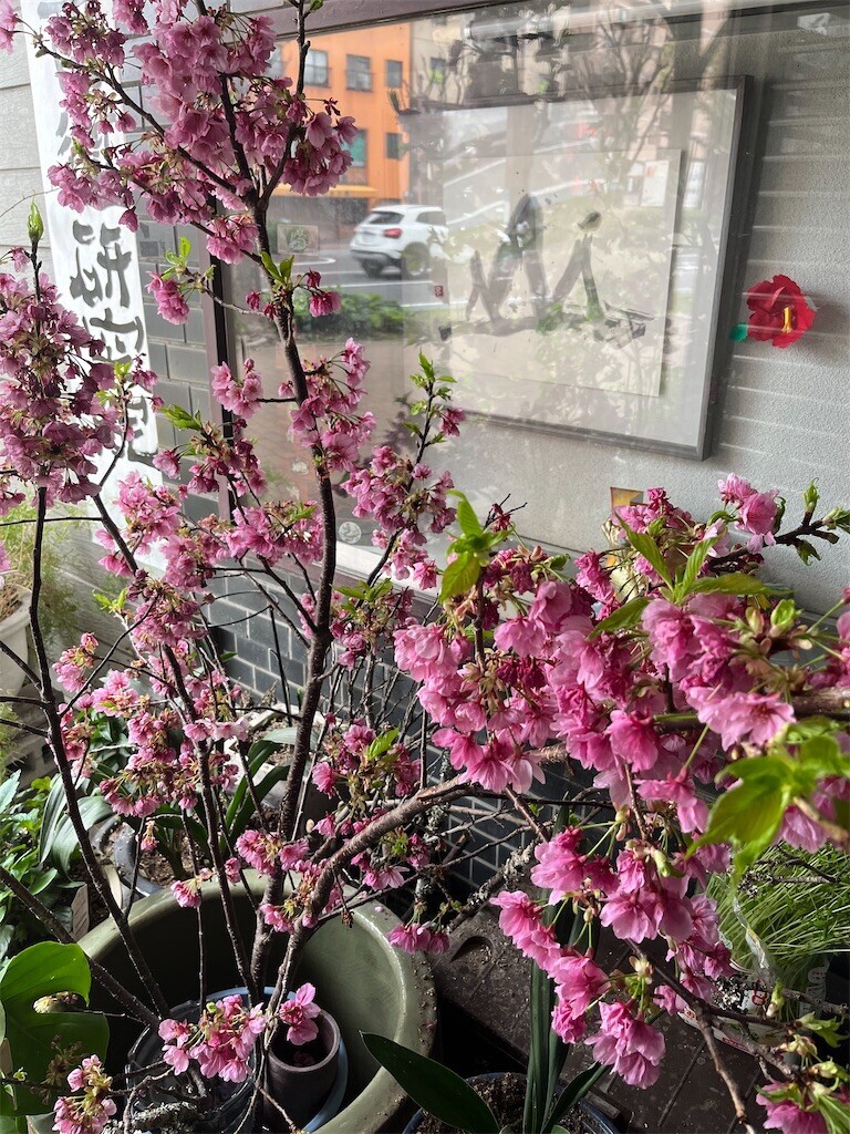 f:id:cutie_blue:20240412084534j:image f:id:cutie_blue:20240412084534j:image