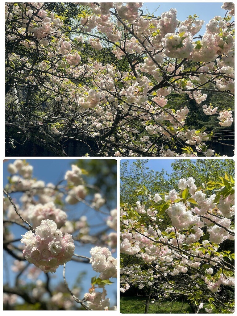 f:id:cutie_blue:20240415125723j:image f:id:cutie_blue:20240415125723j:image