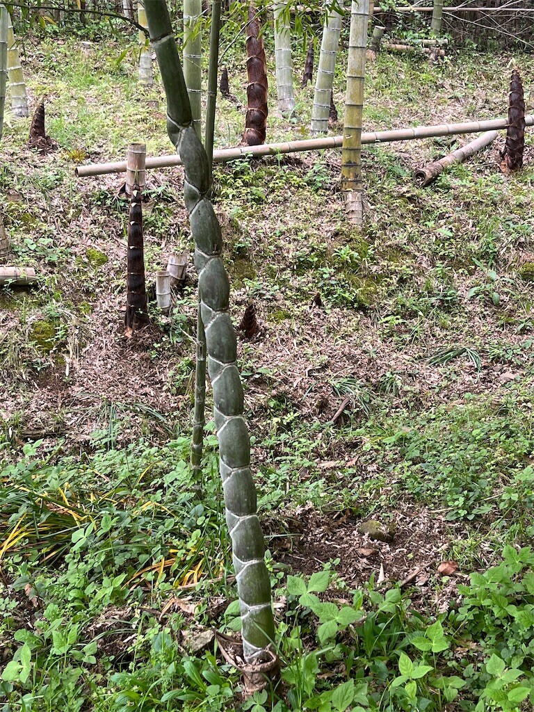 f:id:cutie_blue:20240419084904j:image f:id:cutie_blue:20240419084904j:image