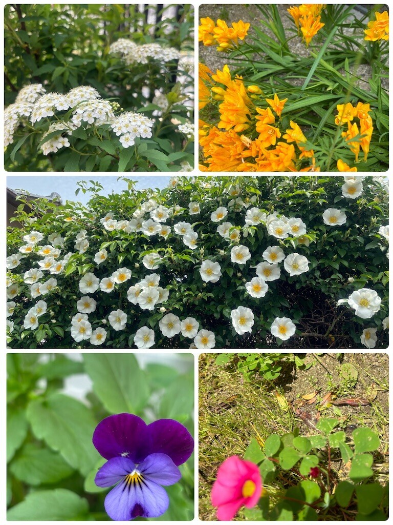 f:id:cutie_blue:20240422151845j:image