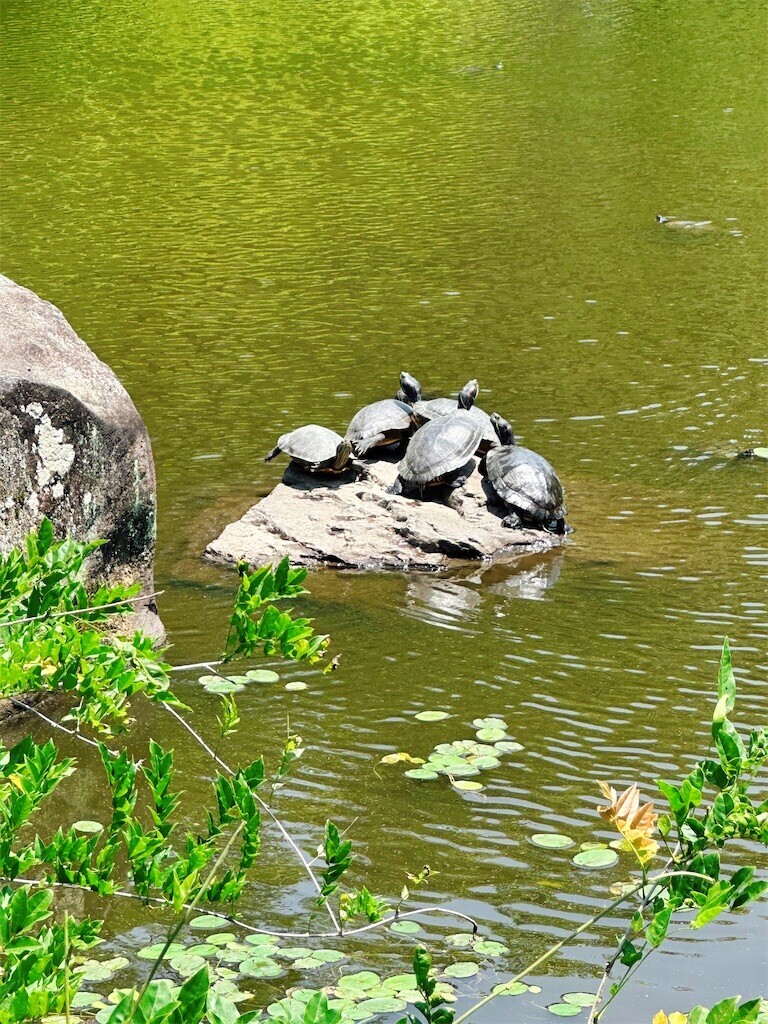 f:id:cutie_blue:20240528112109j:image f:id:cutie_blue:20240528112109j:image