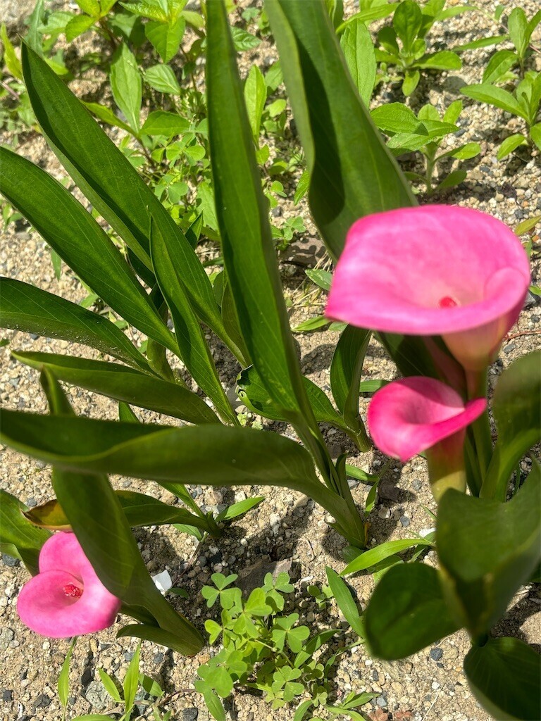 f:id:cutie_blue:20240610120341j:image