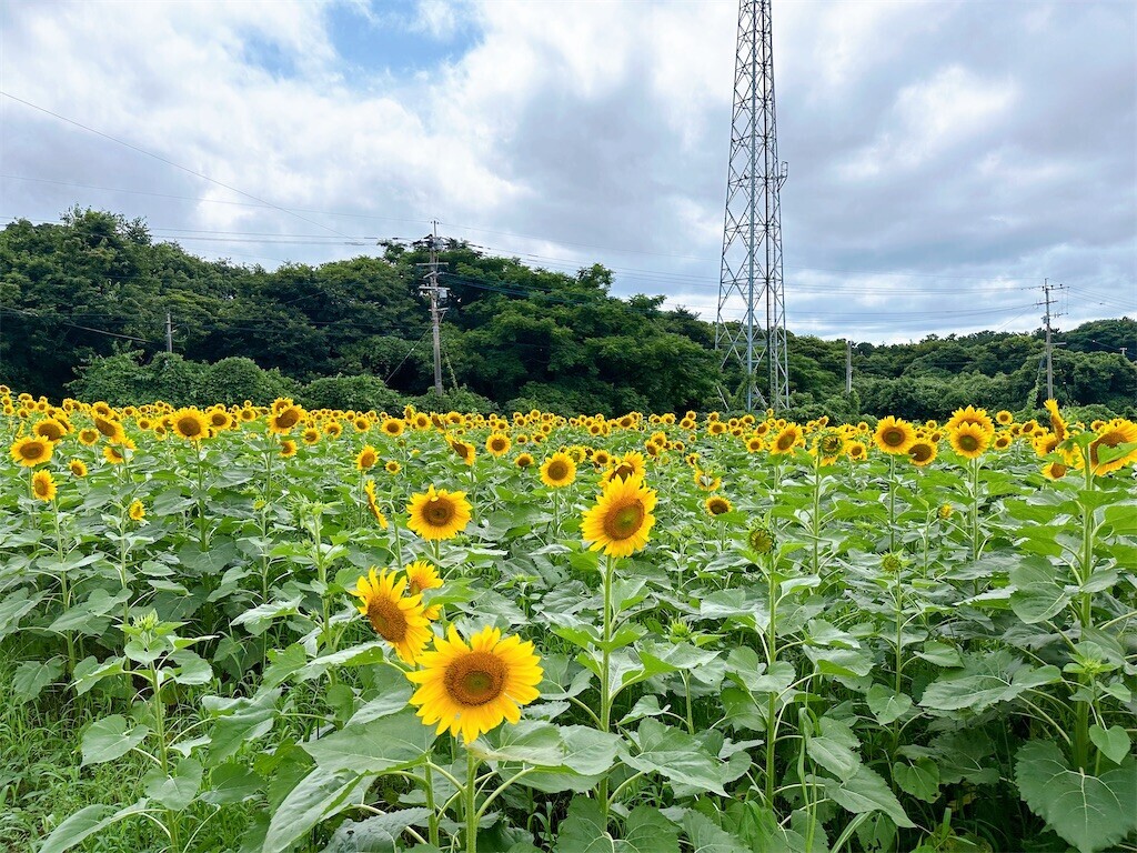 f:id:cutie_blue:20240716111739j:image