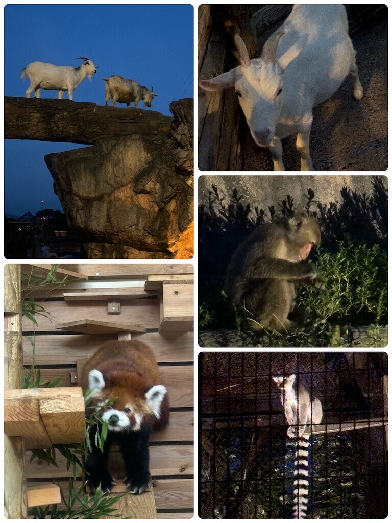 f:id:cutie_blue:20240826152420j:image f:id:cutie_blue:20240826152420j:image