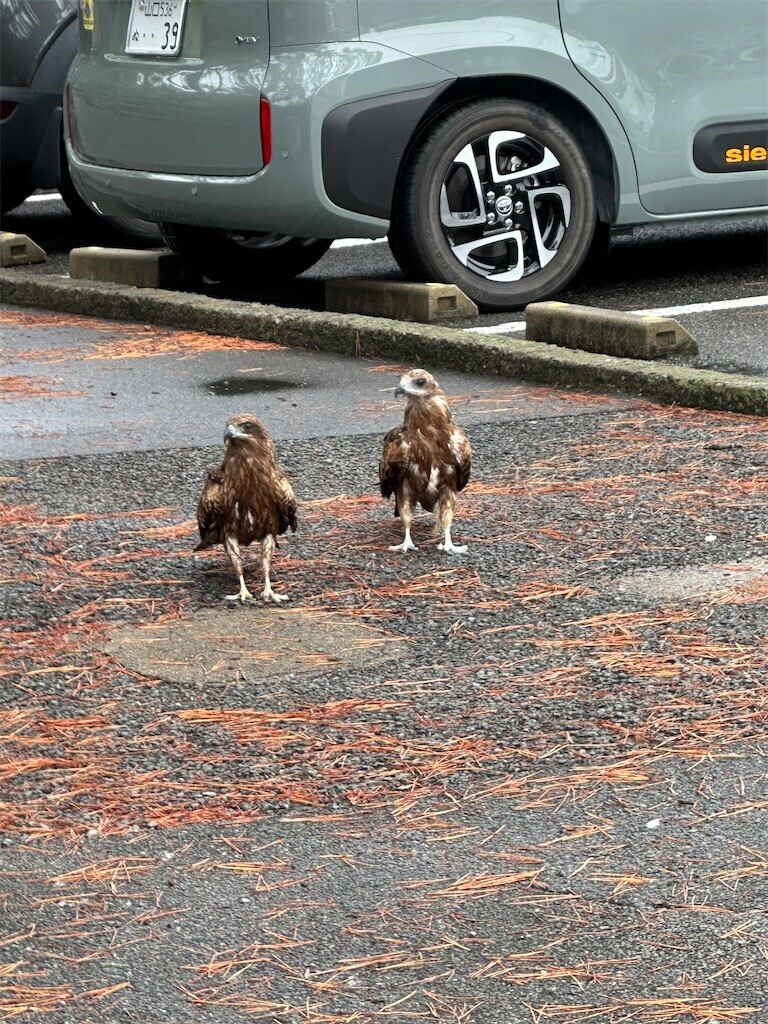 f:id:cutie_blue:20240827153409j:image