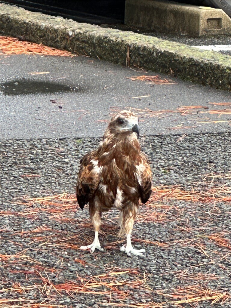 f:id:cutie_blue:20240827153617j:image