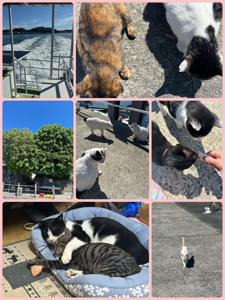 f:id:cutie_blue:20240924141837j:image f:id:cutie_blue:20240924141837j:image