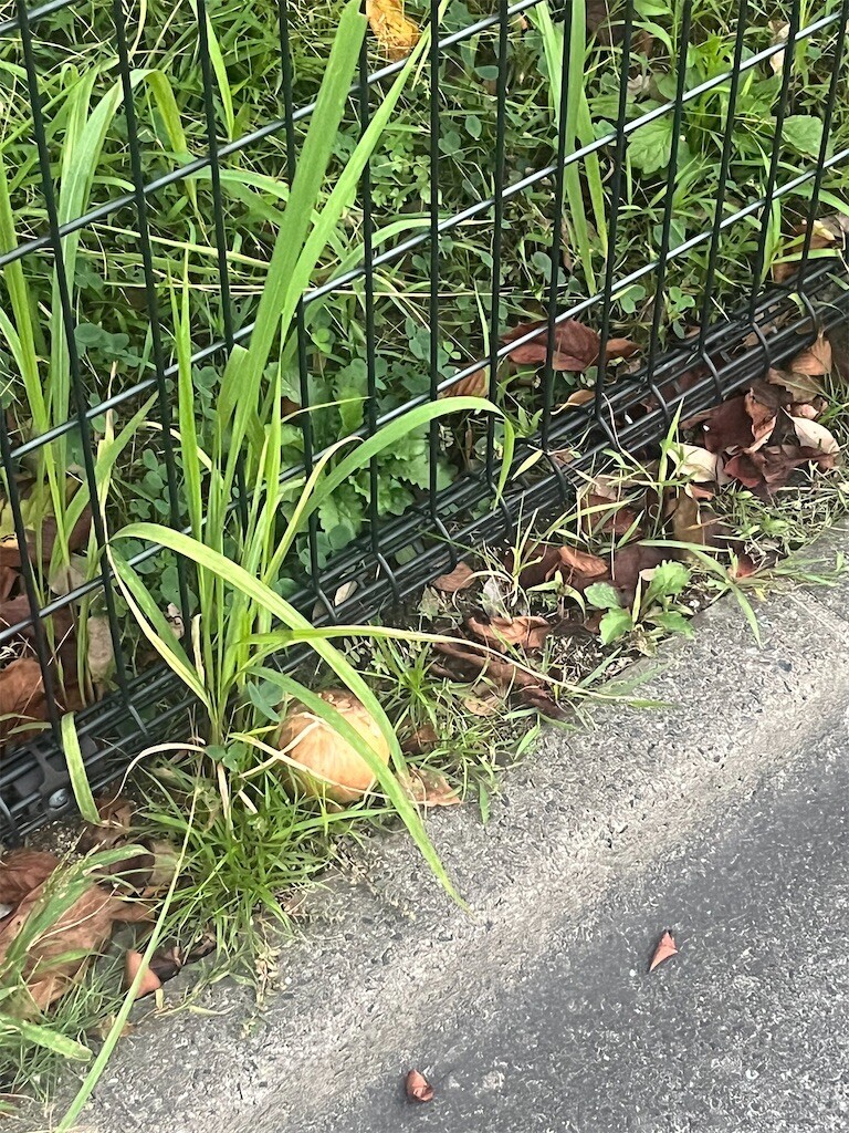 f:id:cutie_blue:20240927085056j:image