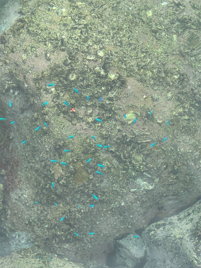 f:id:cutie_blue:20241008105718j:image