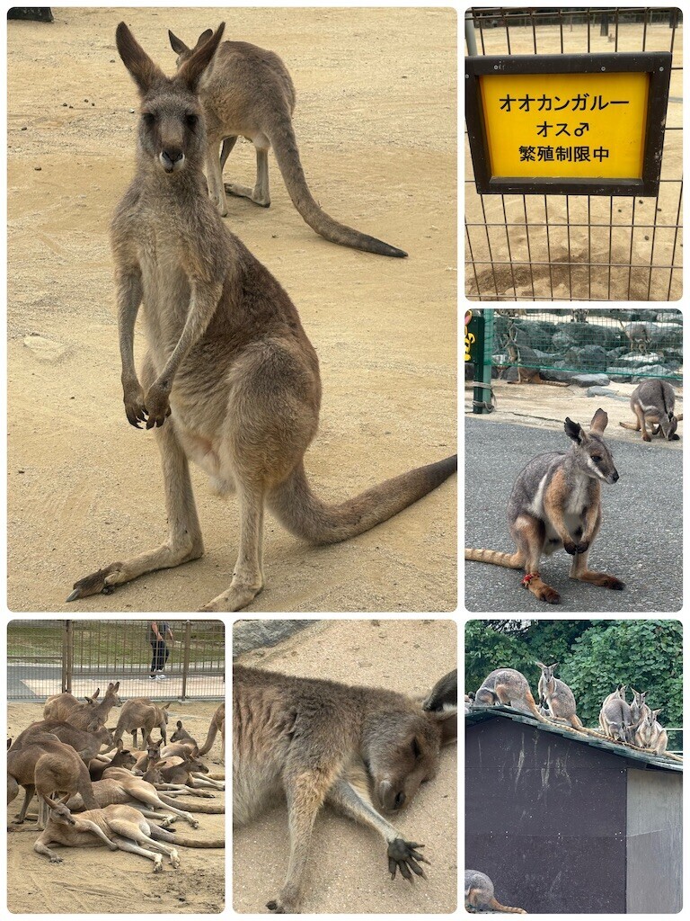 f:id:cutie_blue:20241028161909j:image f:id:cutie_blue:20241028161909j:image