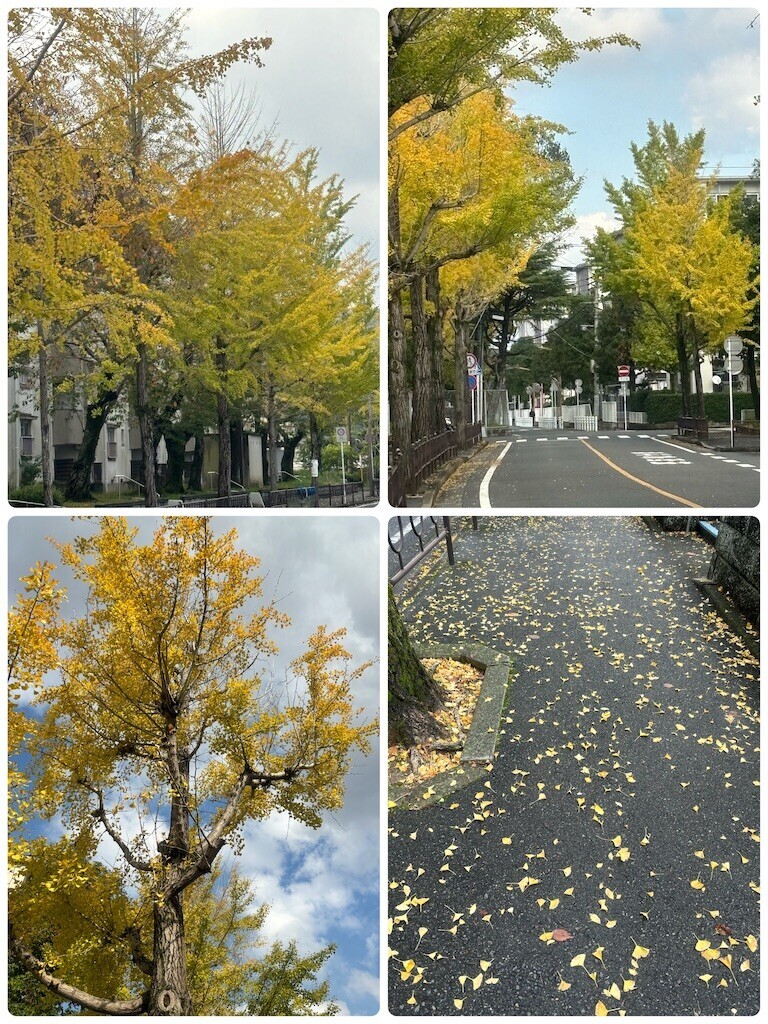 f:id:cutie_blue:20241111141718j:image