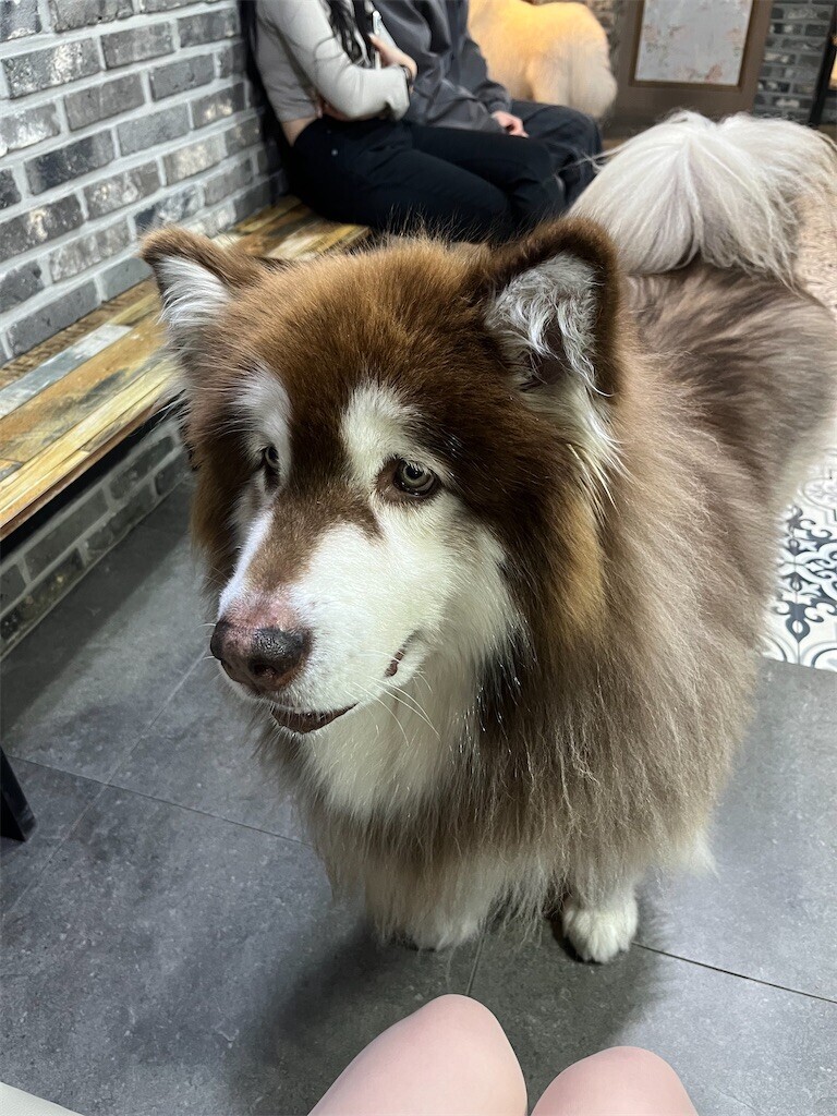 f:id:cutie_blue:20241115085405j:image f:id:cutie_blue:20241115085405j:image