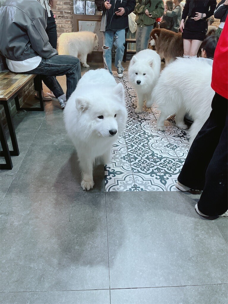 f:id:cutie_blue:20241115085409j:image f:id:cutie_blue:20241115085409j:image