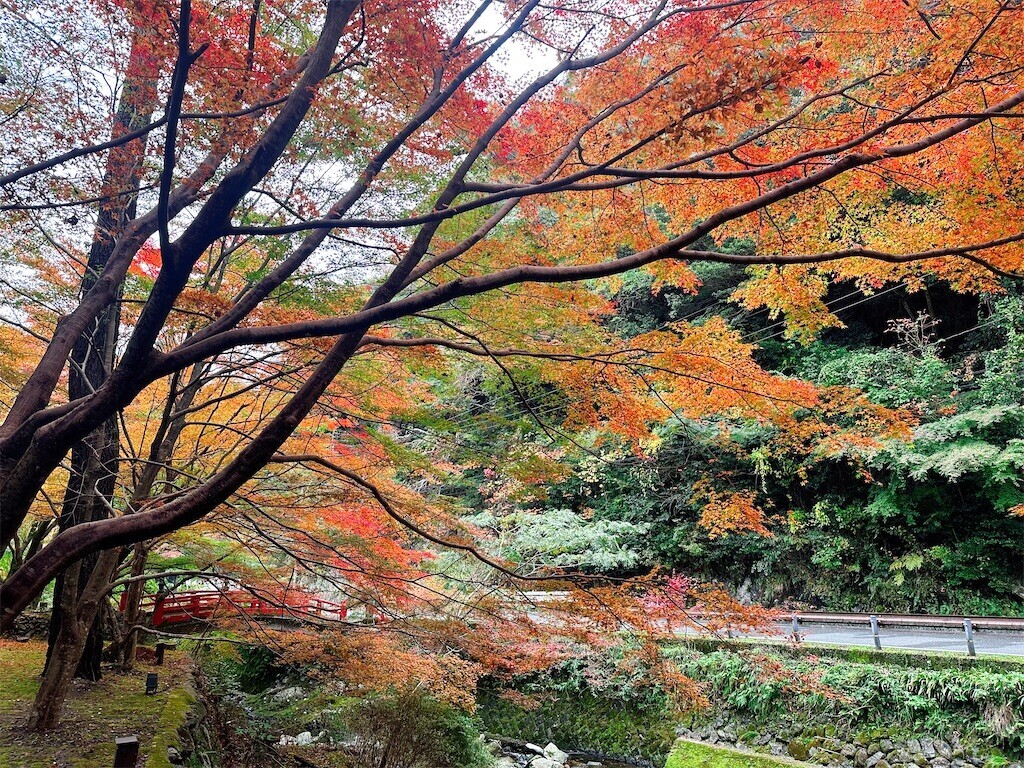 f:id:cutie_blue:20241119114326j:image f:id:cutie_blue:20241119114326j:image