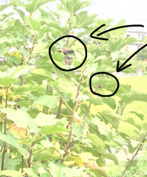 f:id:cwgmini:20181026183110j:plain f:id:cwgmini:20181026183110j:plain