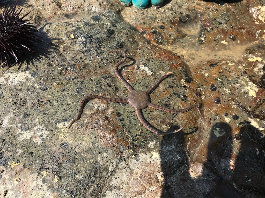 f:id:cx5blog:20170728095253j:image