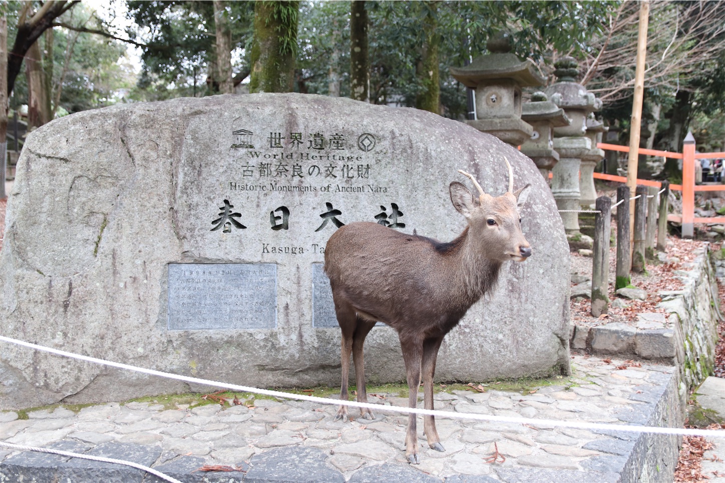 f:id:cx5blog:20191229192228j:image