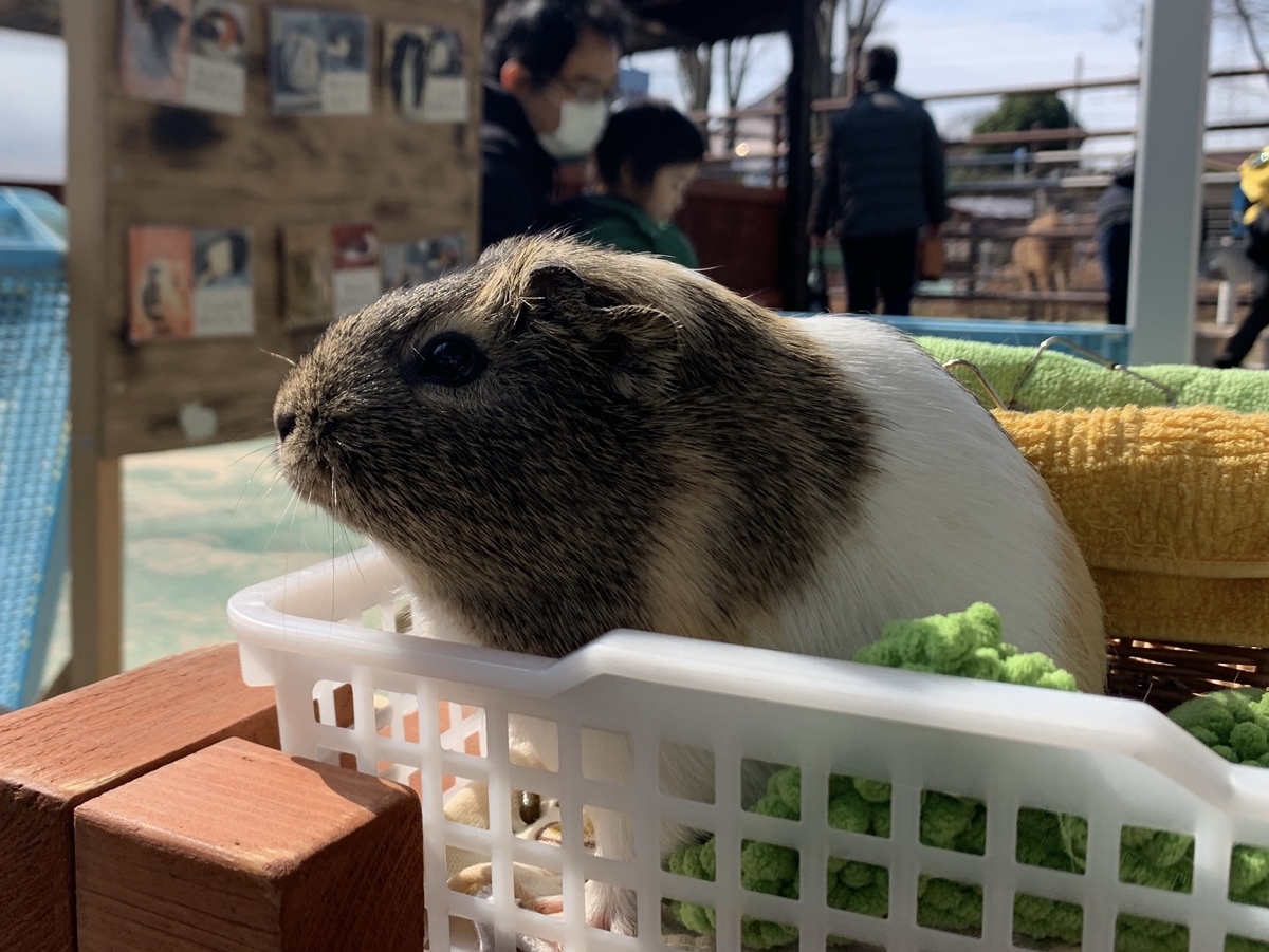 Cx 8でのんほいパークへ モルモットと触れ合い ハチログ