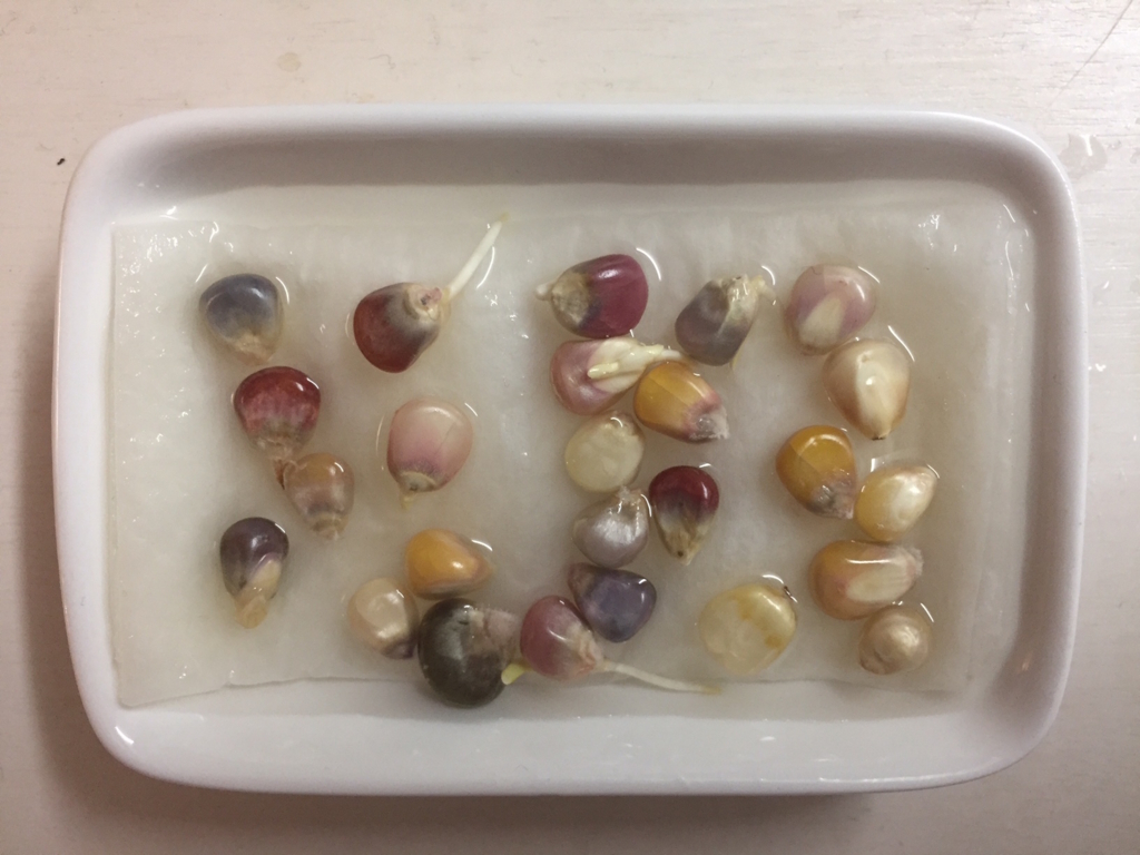 f:id:cxx02377:20180405184401j:plain