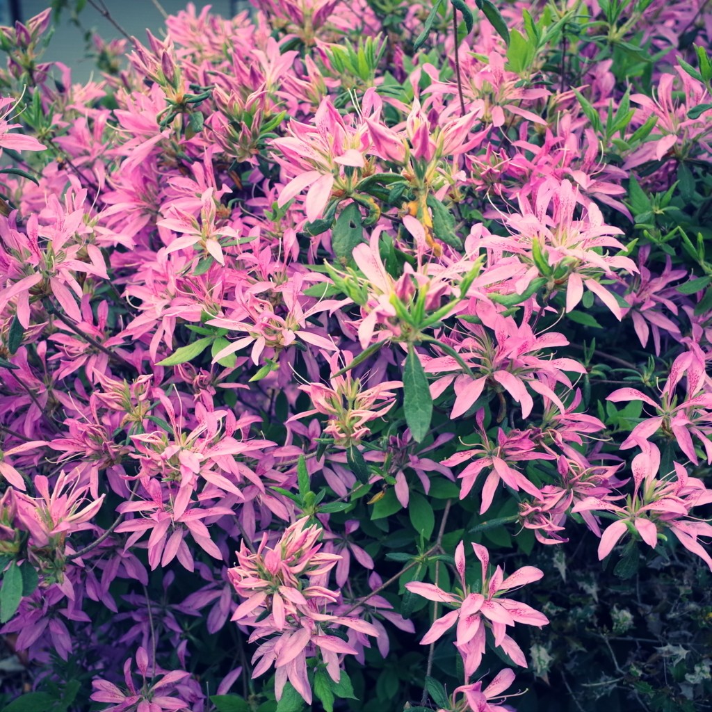 f:id:cxx02377:20180418200613j:plain