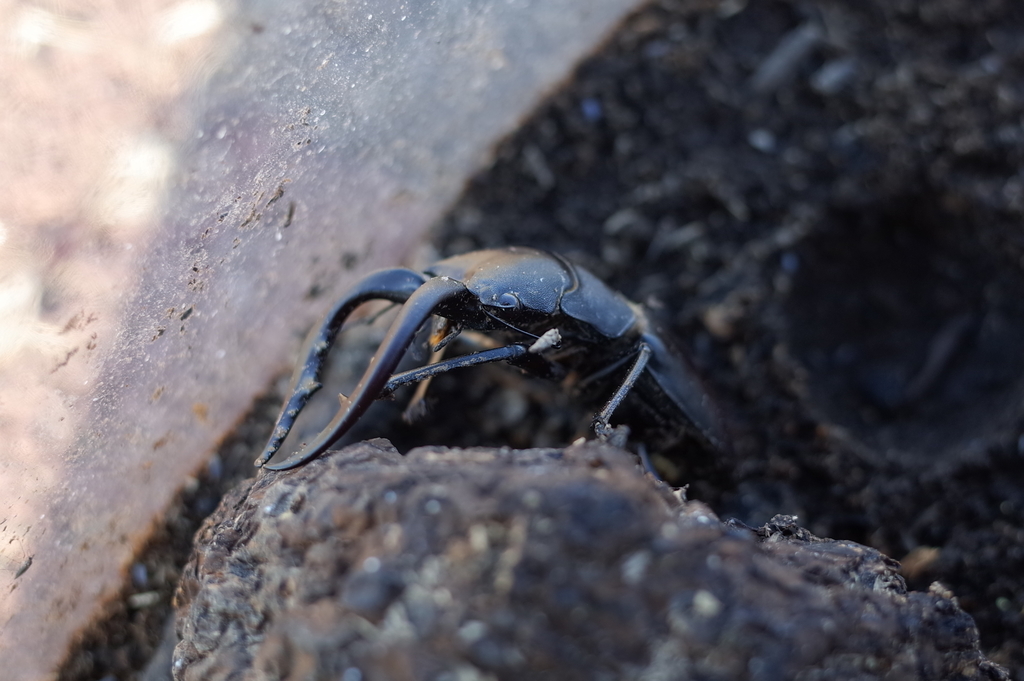 f:id:cxx02377:20190117164121j:plain