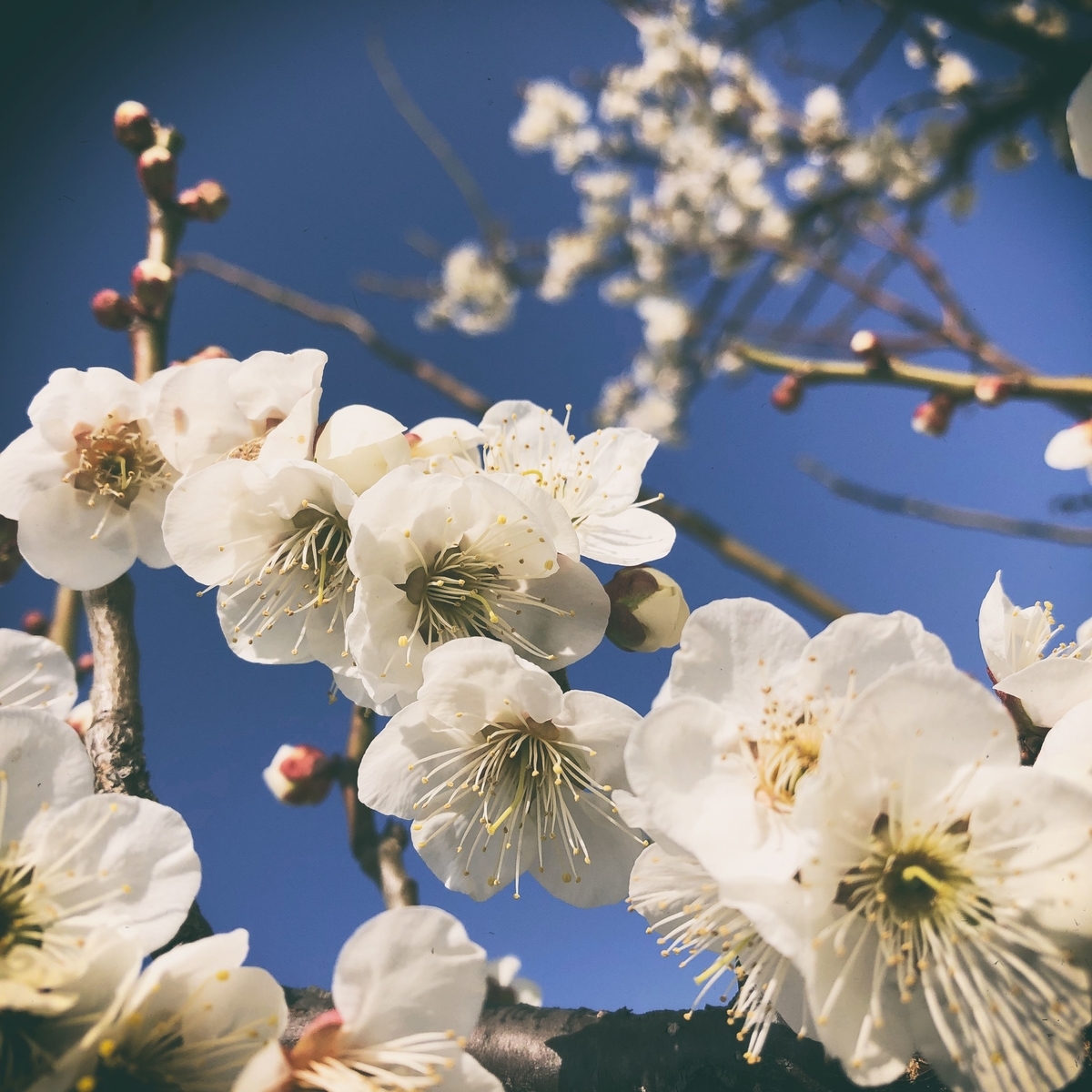 f:id:cxx02377:20190316214151j:plain