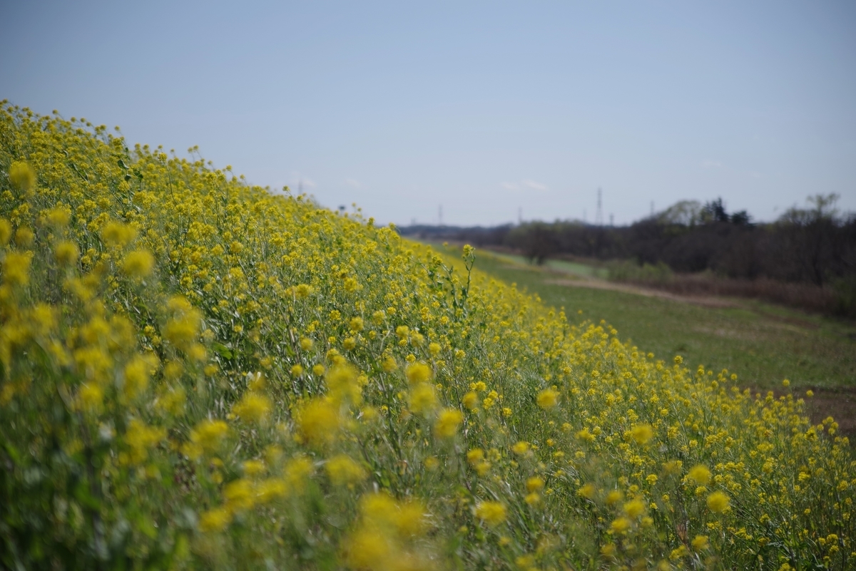 f:id:cxx02377:20200320201432j:plain