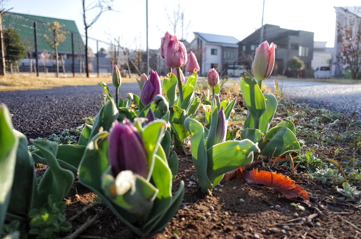 f:id:cxx02377:20200324190157j:plain