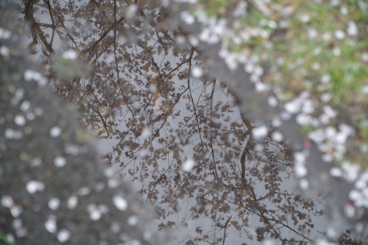 f:id:cxx02377:20200329174857j:plain