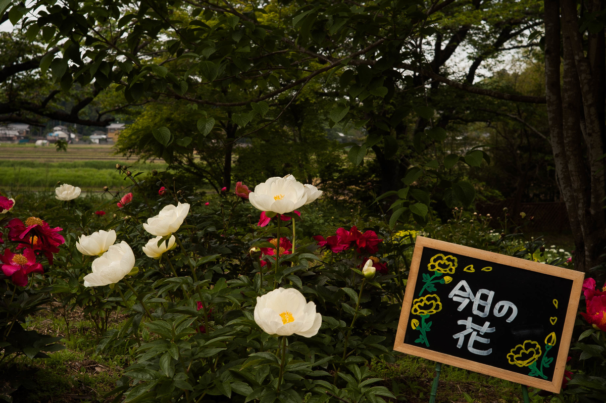 f:id:cxx02377:20200510185408j:plain