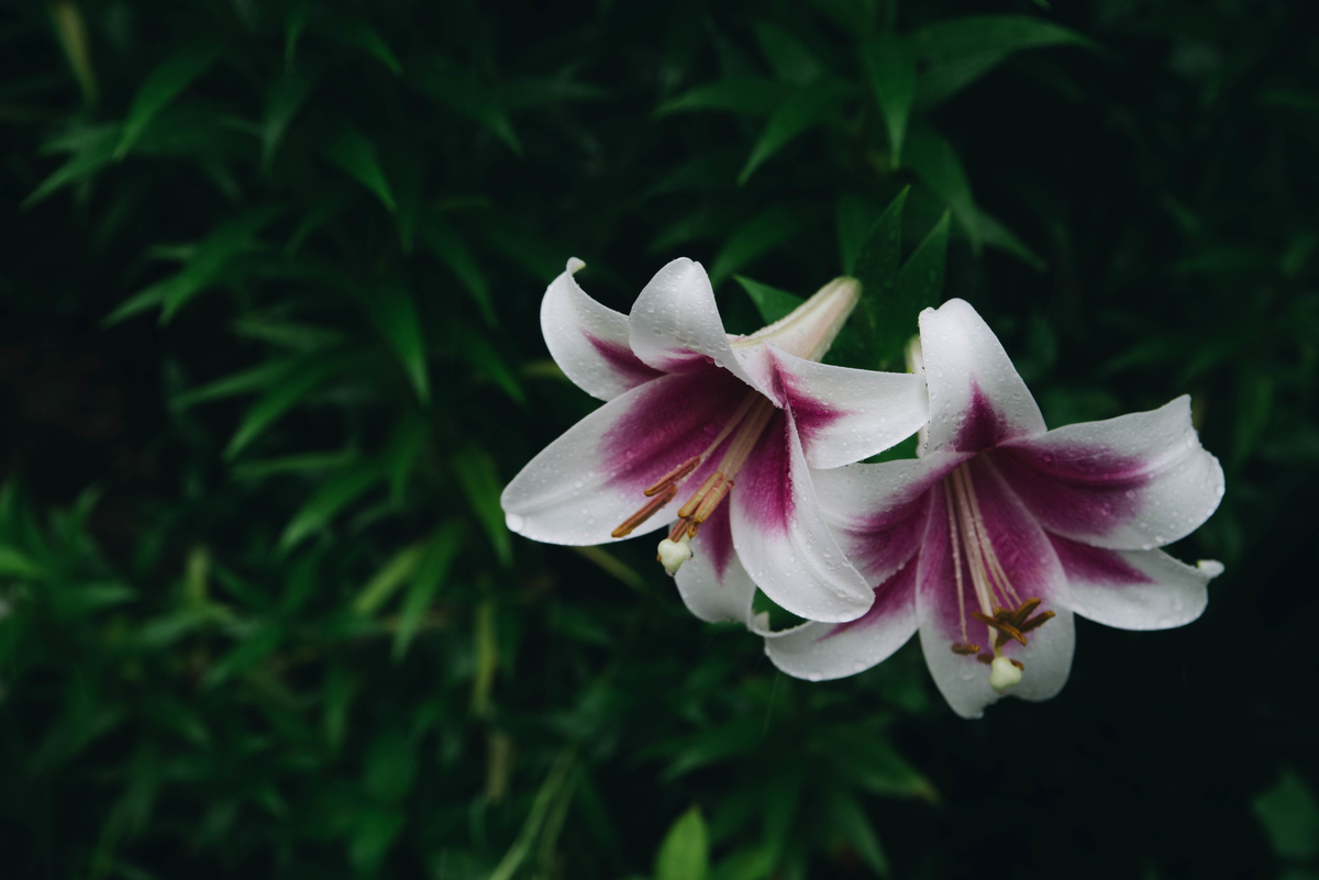 f:id:cxx02377:20200614152203j:plain