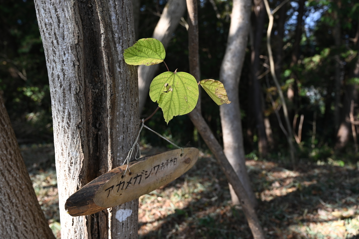 f:id:cxx02377:20201115090904j:plain