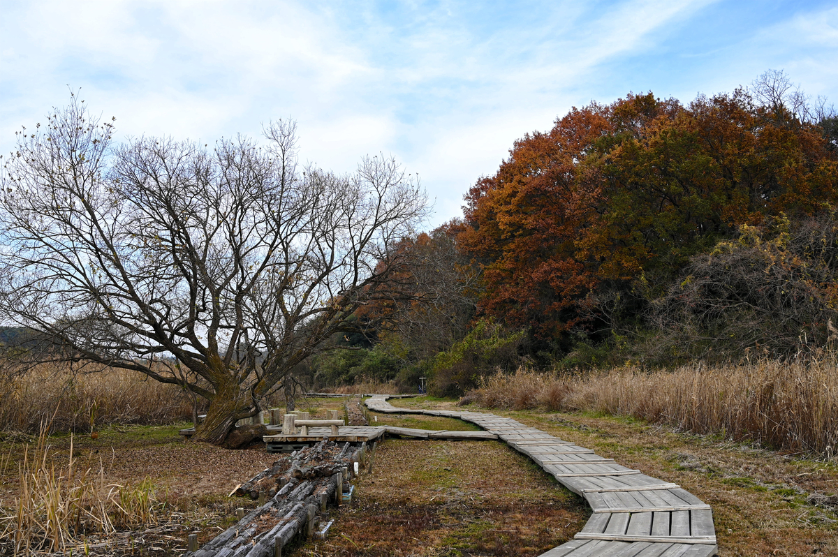 f:id:cxx02377:20201212221952j:plain