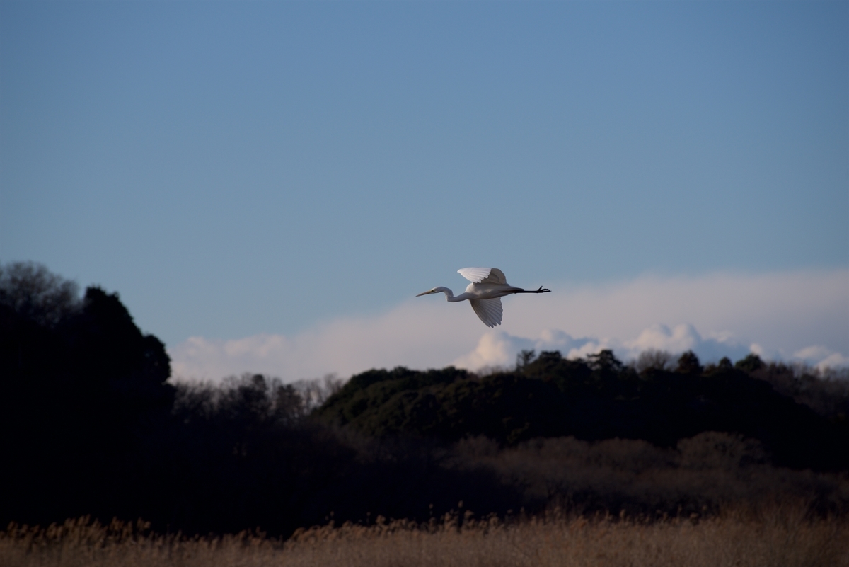 f:id:cxx02377:20210108215906j:plain