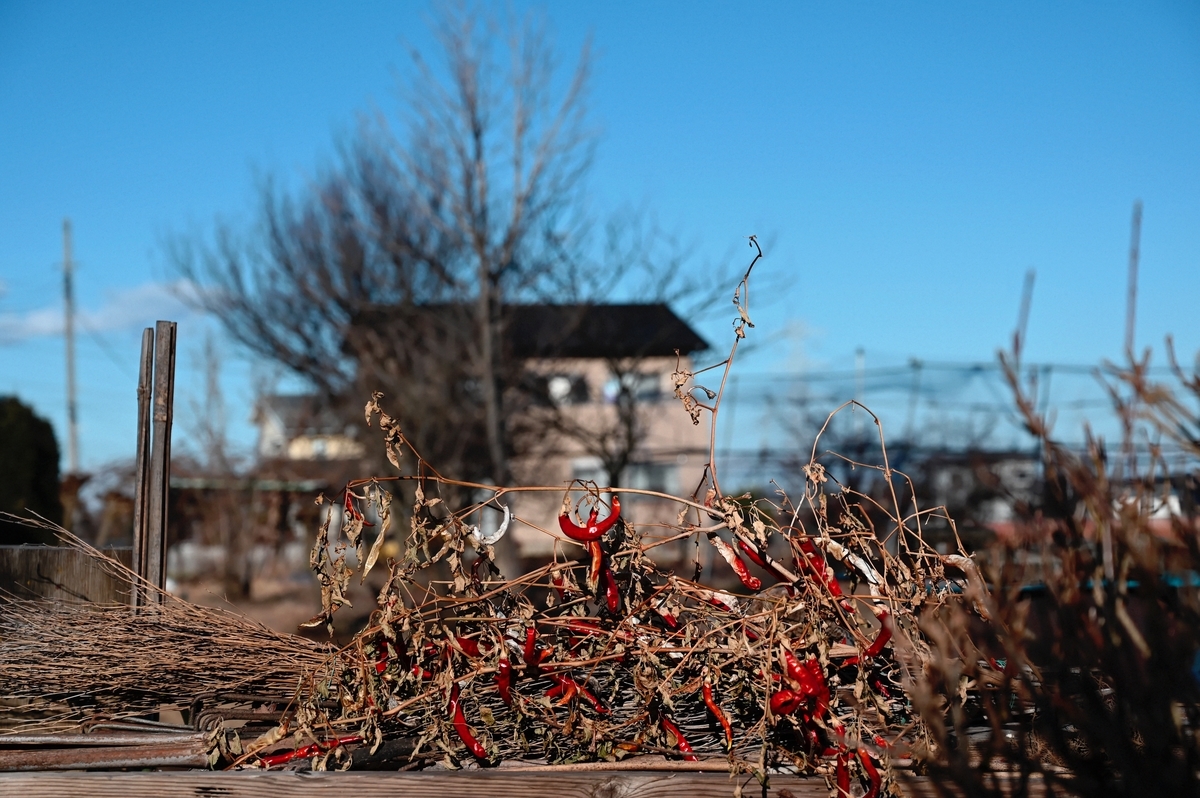 f:id:cxx02377:20210110184206j:plain