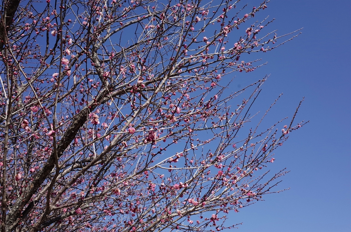 f:id:cxx02377:20210204190230j:plain