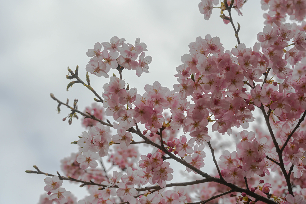 f:id:cxx02377:20210307181707j:plain