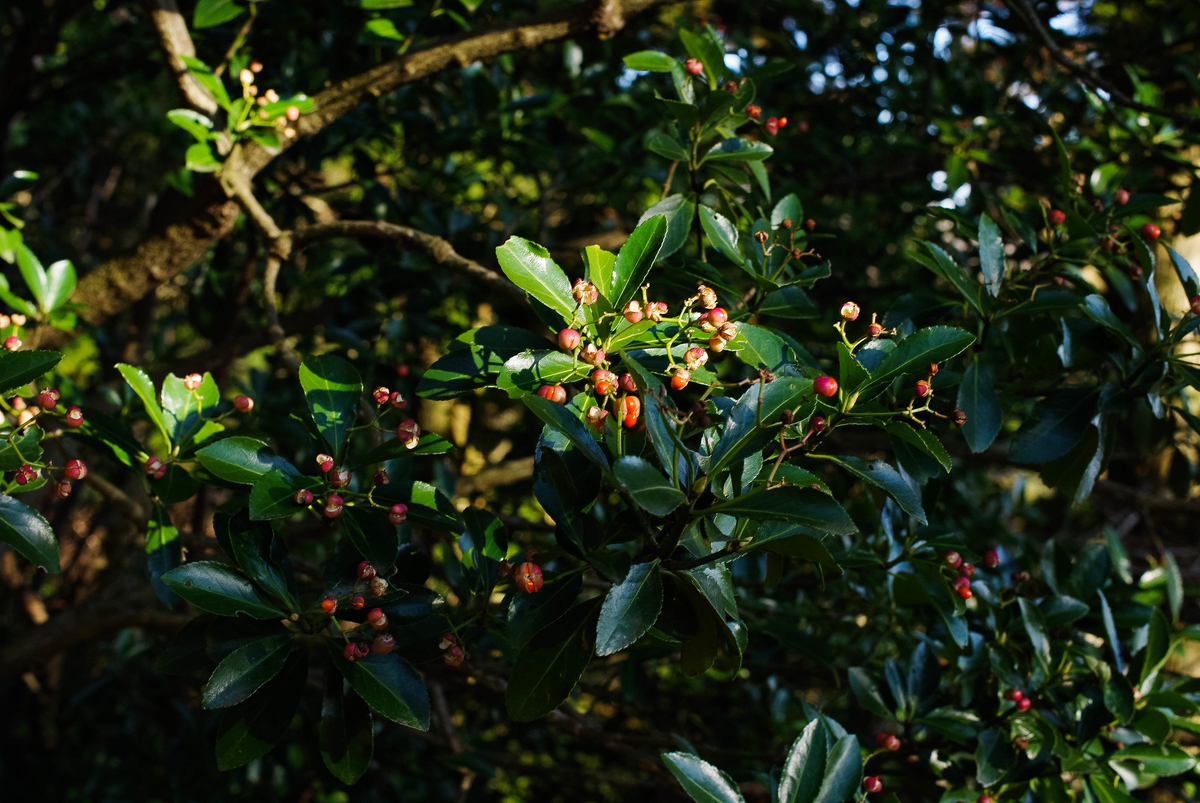 f:id:cxx02377:20210313190716j:plain