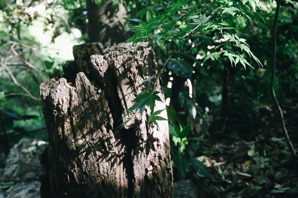 f:id:cxx02377:20210503214904j:plain