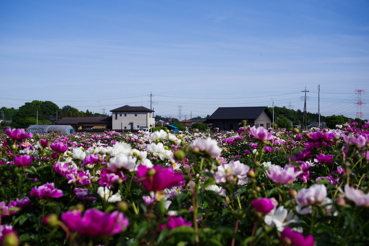 f:id:cxx02377:20210512214509j:plain