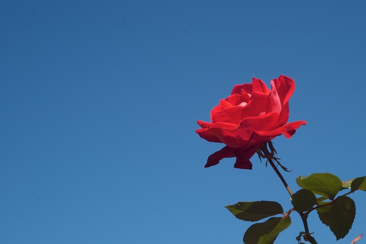 f:id:cxx02377:20211105190314j:plain