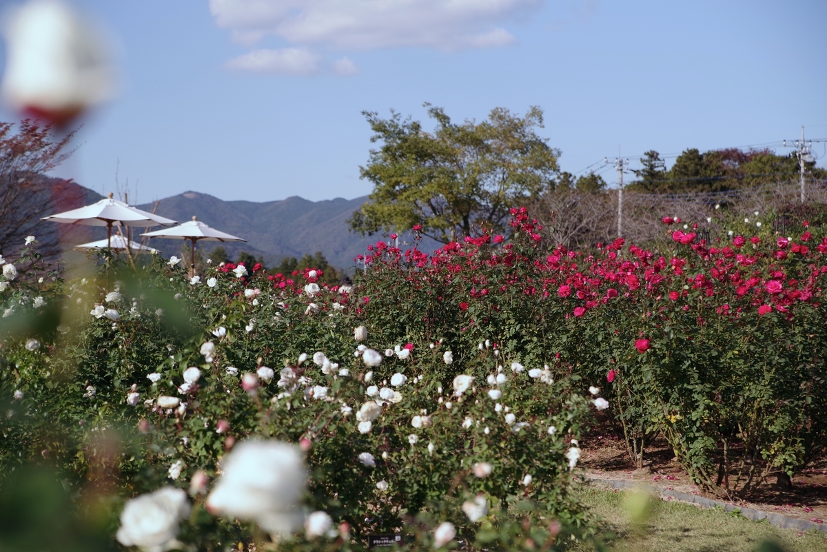 f:id:cxx02377:20211105210316j:plain